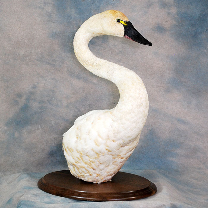 Tundra Swan Nevada bird taxidermy