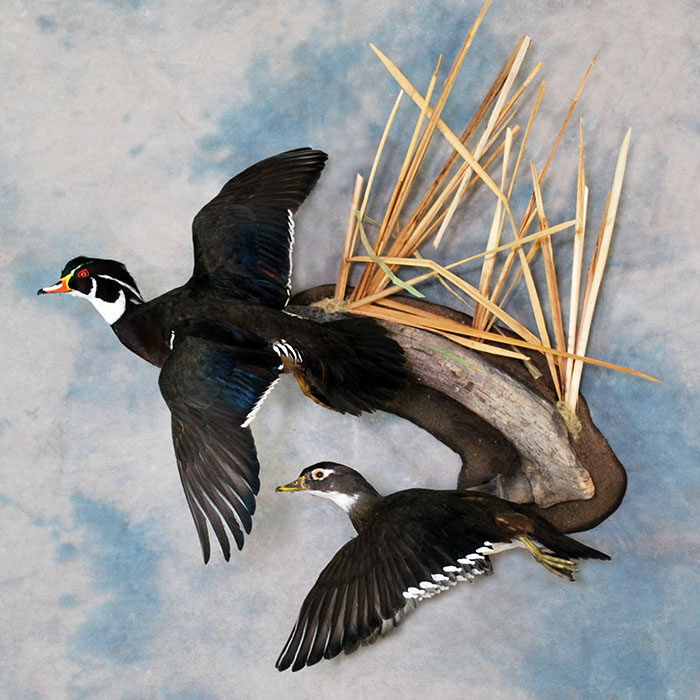 Wood duck Nevada bird taxidermy