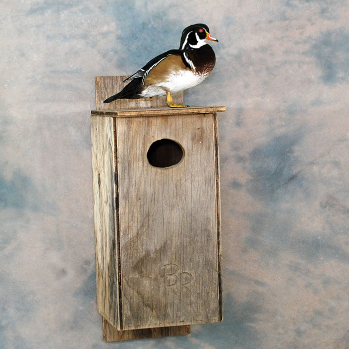 Wood duck Nevada bird taxidermy