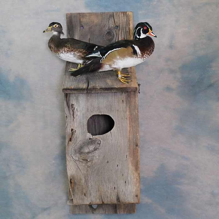 Wood duck Nevada bird taxidermy