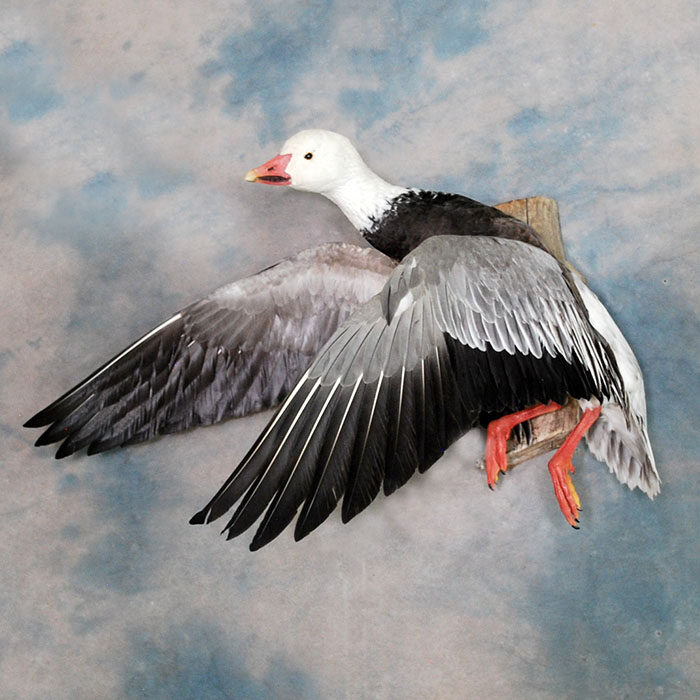 Blue Goose Nevada Bird Taxidermy