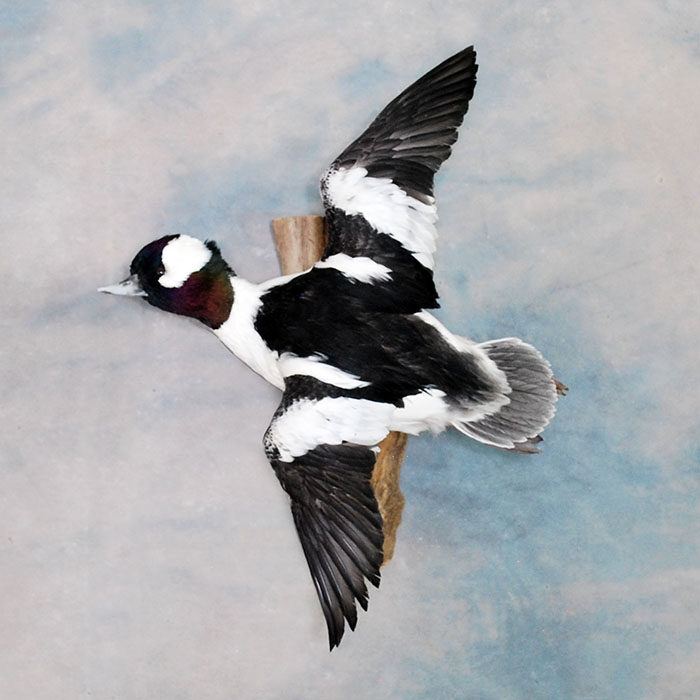 Bufflehead Nevada Bird Taxidermy