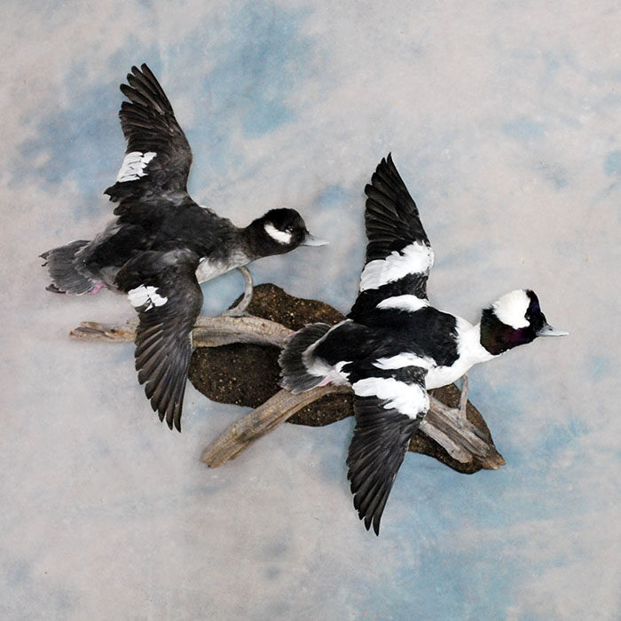 Bufflehead Nevada Bird Taxidermy