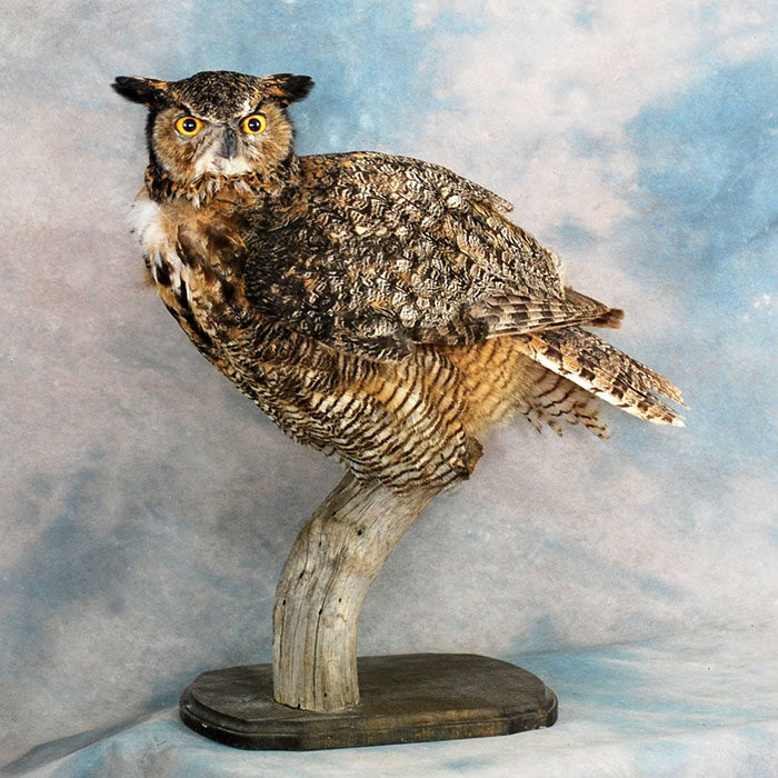 Great Horned Owl Nevada Bird Taxidermy