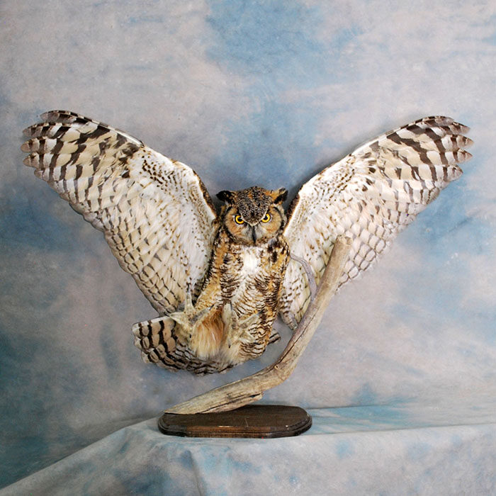 Great Horned Owl Nevada Bird Taxidermy