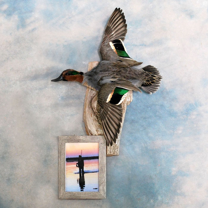 Green-Wing Teal Nevada Bird Taxidermy