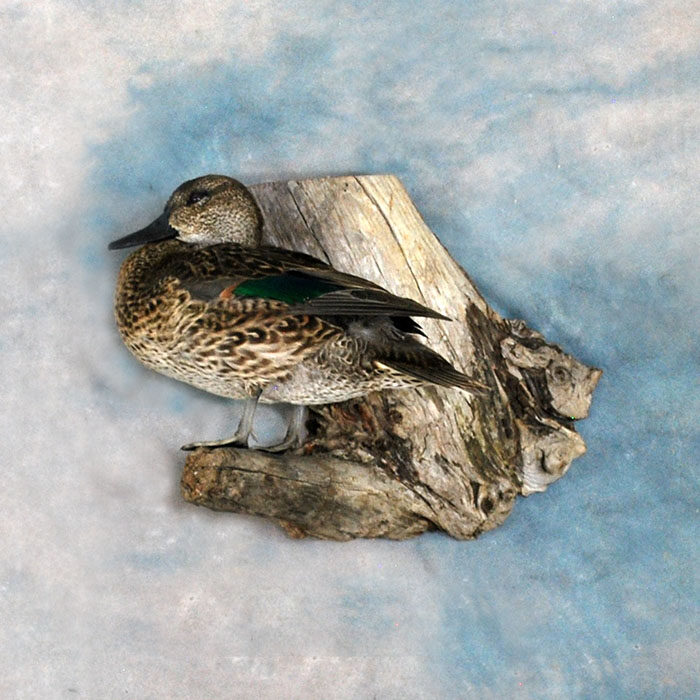 Green-Wing Teal Nevada Bird Taxidermy