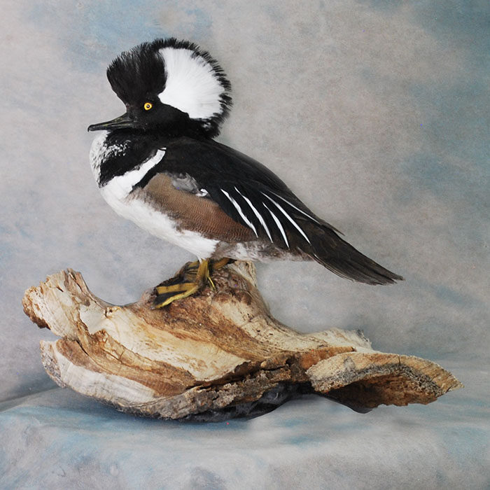 Hooded Merganser Nevada Bird Taxidermy