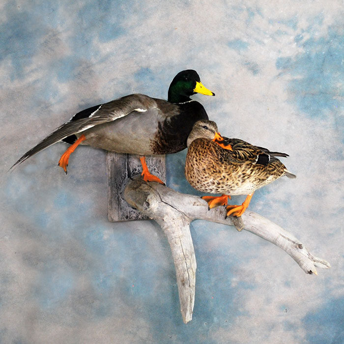 Mallard Nevada Bird Taxidermy