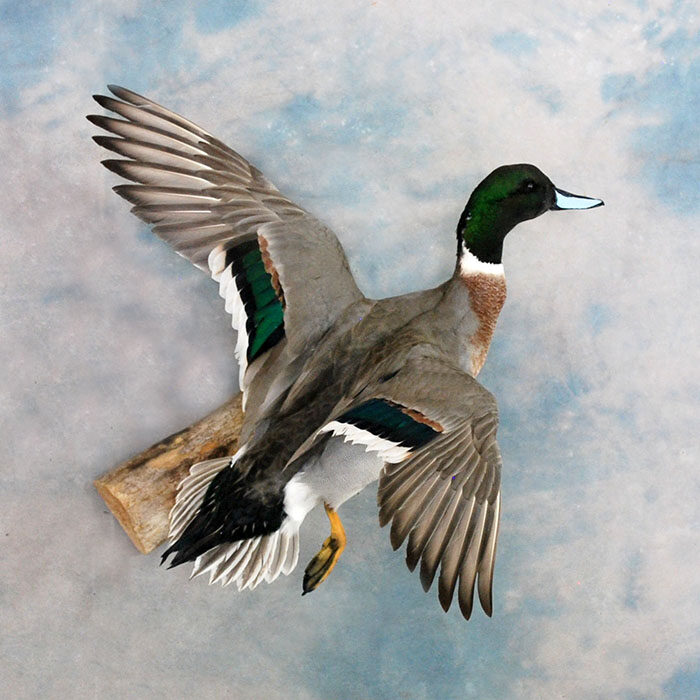 Mallard Hybrid Nevada Bird Taxidermy