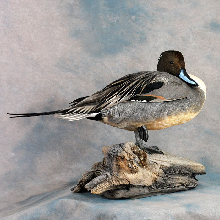 Northern Pintail Nevada Bird Taxidermy