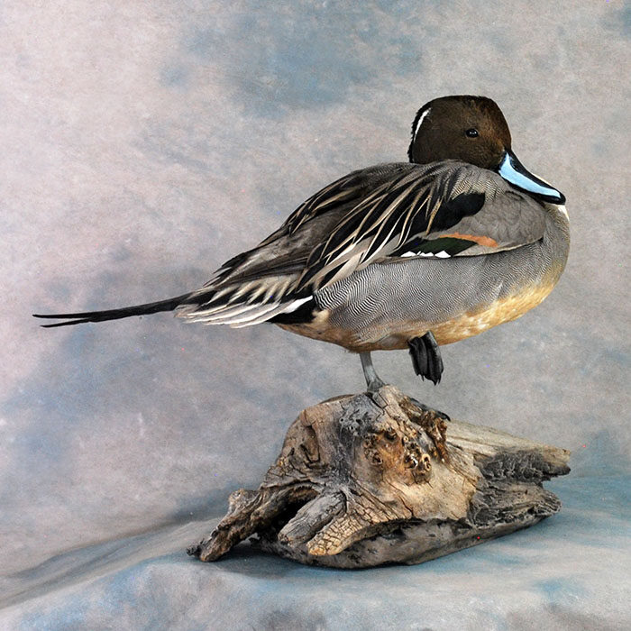 Northern Pintail Nevada Bird Taxidermy