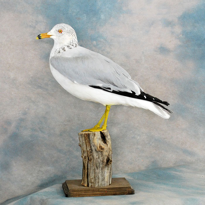 Ring-Billed Gull Nevada Bird Taxidermy