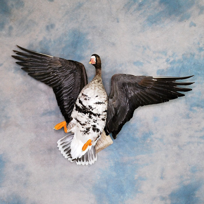 White-Fronted Goose Nevada Bird Taxidermy