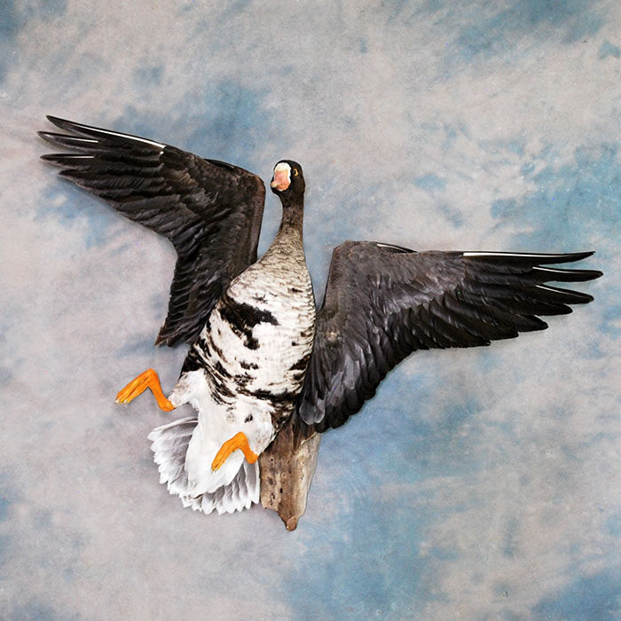 White-Fronted Goose Nevada Bird Taxidermy